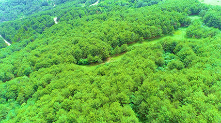 航拍绿绿葱葱的森林