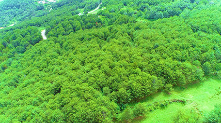 航拍绿绿葱葱的森林