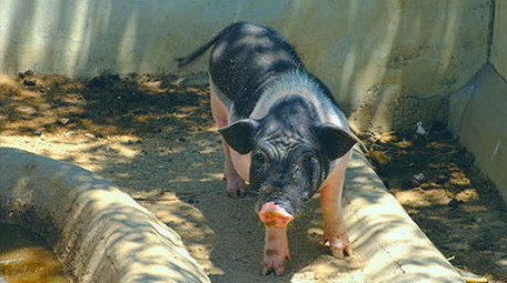 动物园动物猪羚羊骆驼家畜野生动物假日休闲