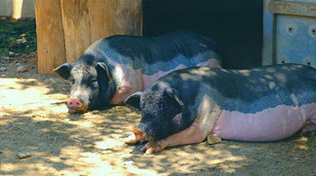 动物园动物猪羚羊骆驼家畜野生动物假日休闲