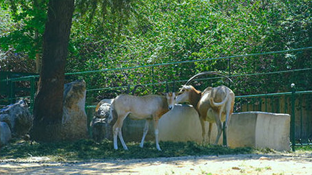 动物园动物猪羚羊骆驼家畜野生动物假日休闲