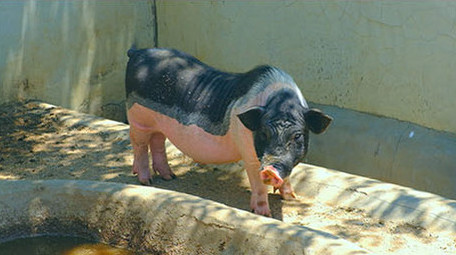 动物园动物猪羚羊骆驼家畜野生动物假日休闲