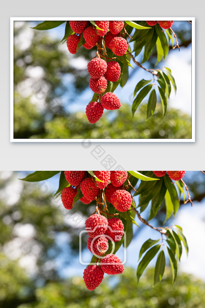树上荔枝新鲜水果图片图片