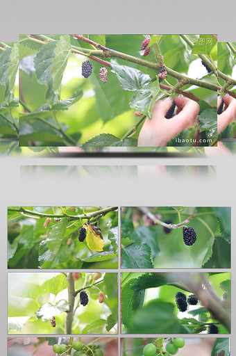 1080P葡萄桑葚水果管理采摘图片