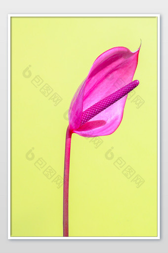 植物花卉粉色红掌颜色海报背景素材图片