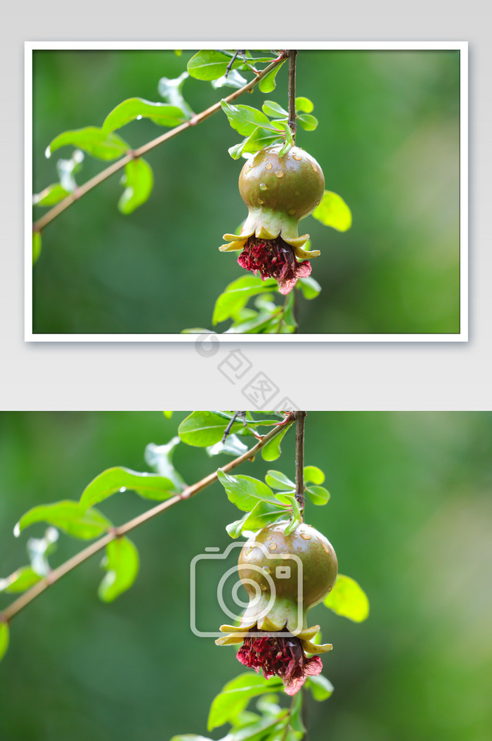 唯美雨后石榴特写图片