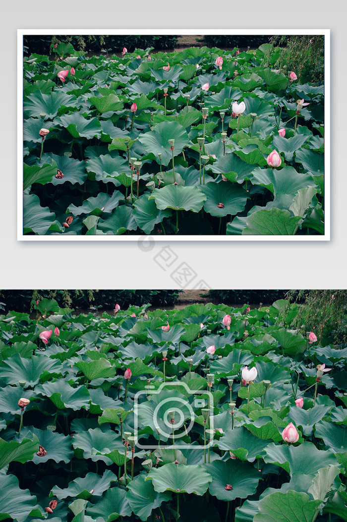 池塘里各种姿态的荷花与莲蓬摄影图片图片