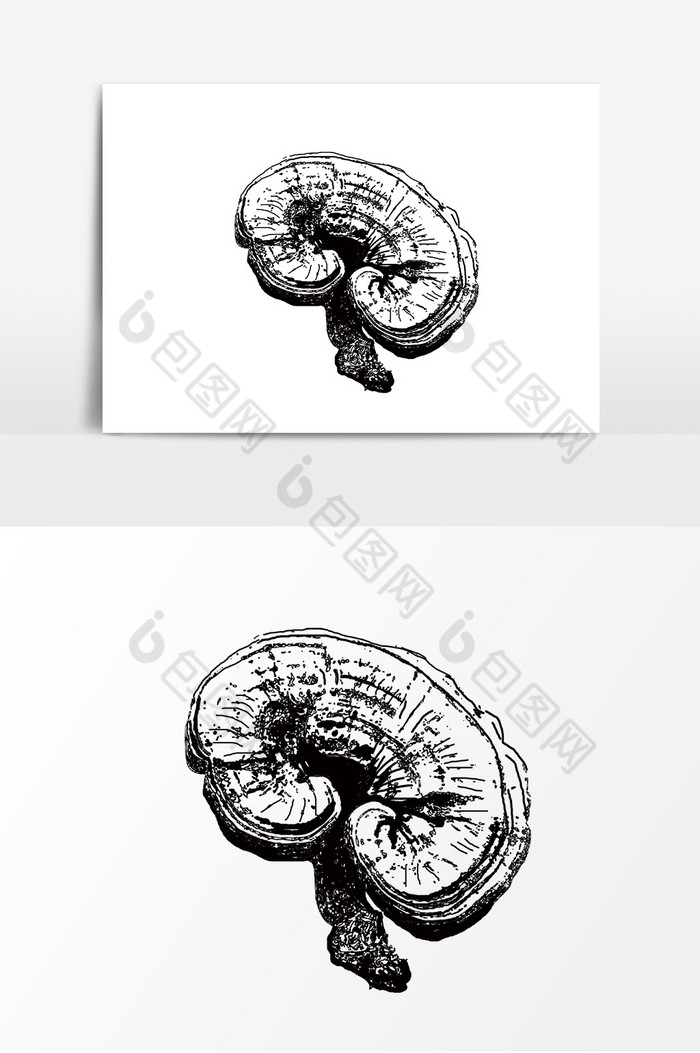 灵芝中药线稿图片图片