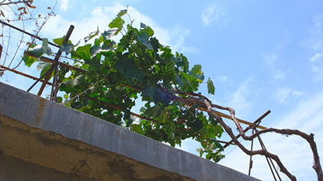 乡村麻雀电线葡萄架子水库湖面水面燕子窝