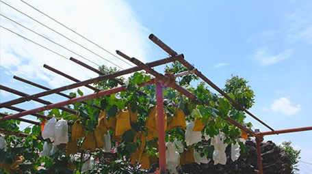 乡村麻雀电线葡萄架子水库湖面水面燕子窝