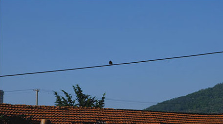 拆迁美丽<strong>乡村</strong>破房子向日葵围墙蜜蜂采蜜