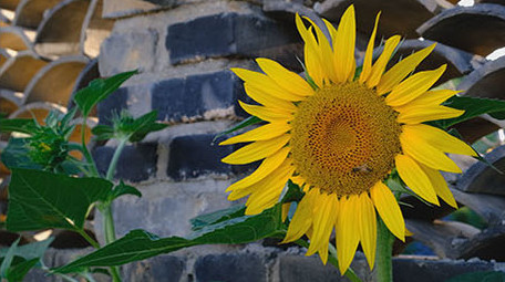 拆迁美丽<strong>乡村</strong>破房子向日葵围墙蜜蜂采蜜