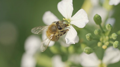 春天蜜蜂采蜜蚂蚁寻食微距实拍镜头