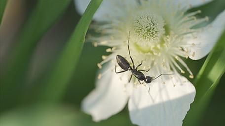 春天蜜蜂采蜜蚂蚁寻食微距实拍镜头