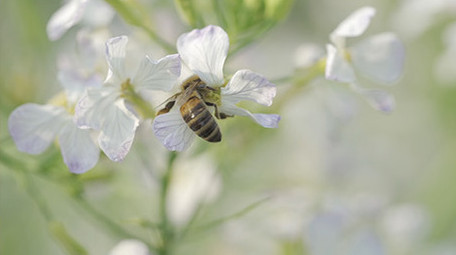 春天蜜蜂采蜜蚂蚁寻食微距实拍镜头