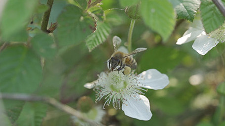 春天蜜蜂采蜜蚂蚁寻食微距实拍镜头