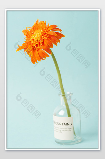 蓝色背景下花瓶中的橘色鲜花摄影图图片