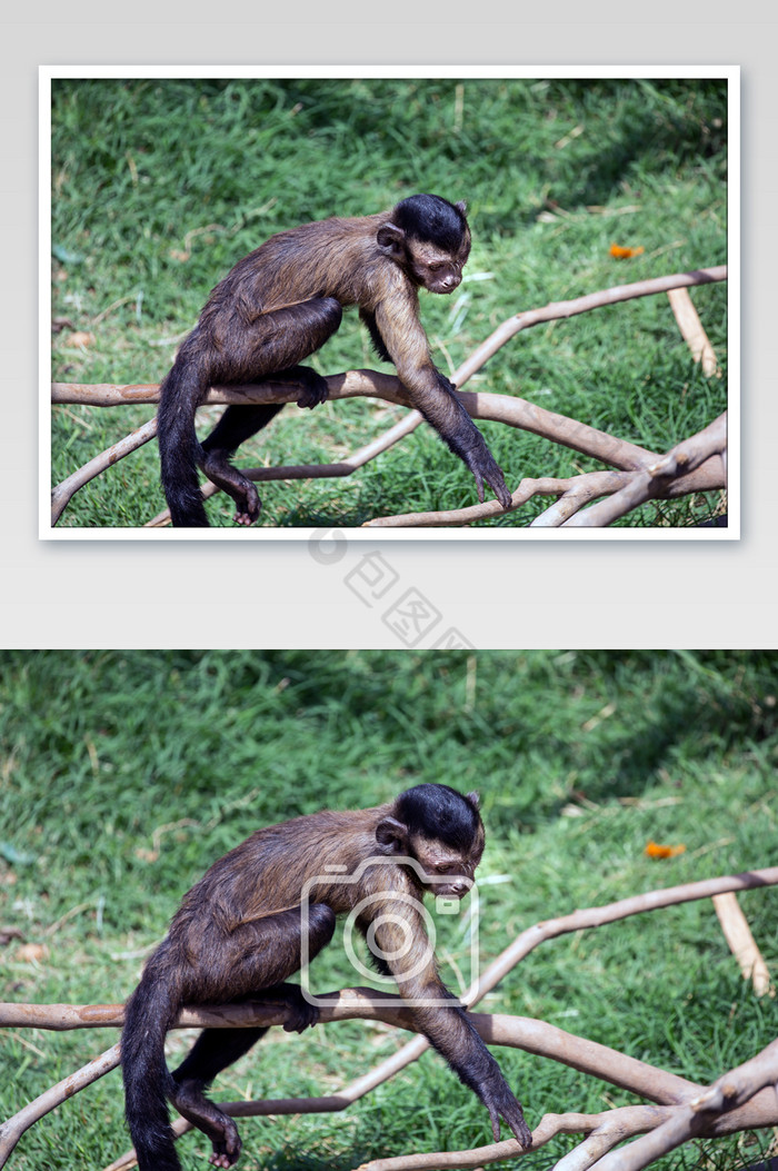 小动物猴子摄影图片图片