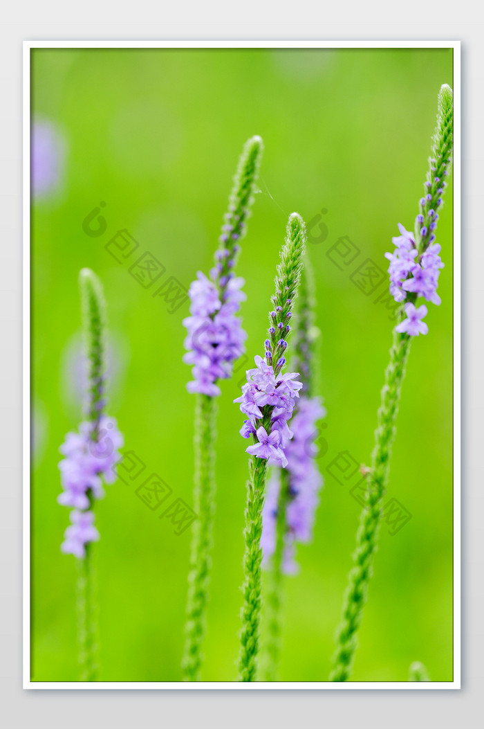 唯美紫色花朵清新绿植假马鞭图片图片