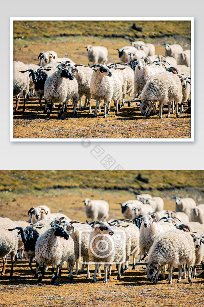 祁连山藏羊绵羊风景摄影图片