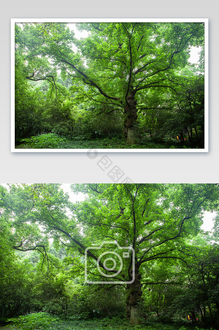 绿色百年古树小暑大暑意境清爽夏天干净摄影图片图片