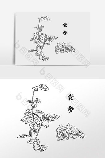 手绘草药党参中医药材插画图片