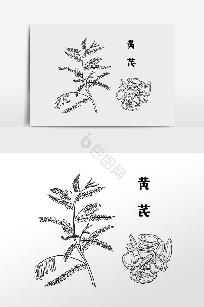 黄芪草药中医药材插画