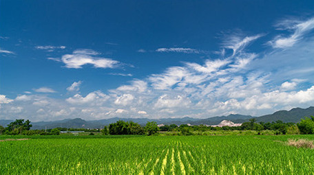 稻田秧苗延时白云蓝天特写延时实拍视频