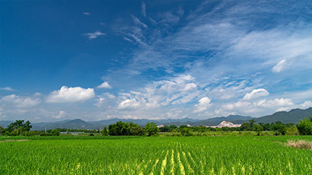 稻田秧苗延时白云蓝天特写延时实拍视频