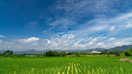 稻田秧苗延时白云蓝天特写延时实拍视频