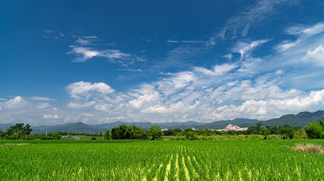 稻田秧苗延时白云蓝天特写延时实拍视频
