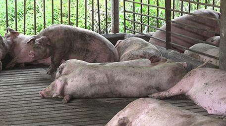 养猪厂的猪在睡觉中的成年猪实拍视频