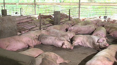 养猪厂的猪在睡觉中的成年猪实拍视频