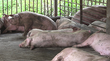 养猪厂的猪在睡觉中的成年猪实拍视频