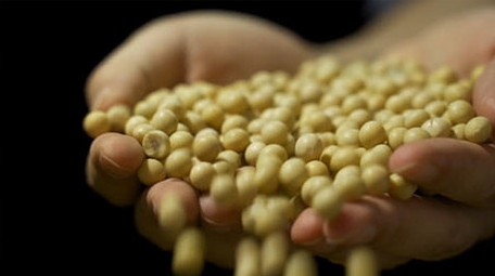 黄豆大豆高清实拍视频素材