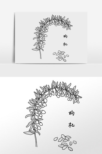 枸杞插画