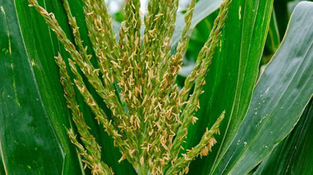 高清实拍玉米玉米地玉米穗