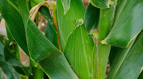 高清实拍玉米玉米地玉米穗