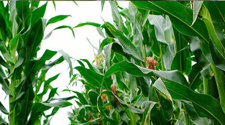 高清实拍玉米玉米地玉米穗