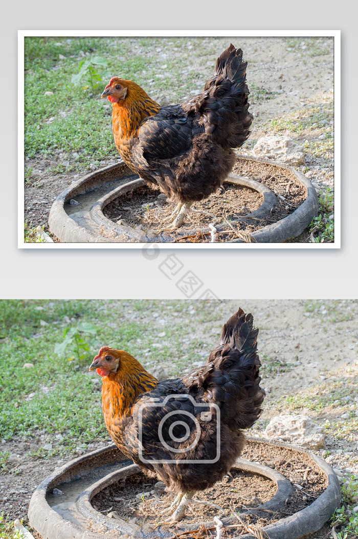 黑色的鸡横版母鸡图片图片