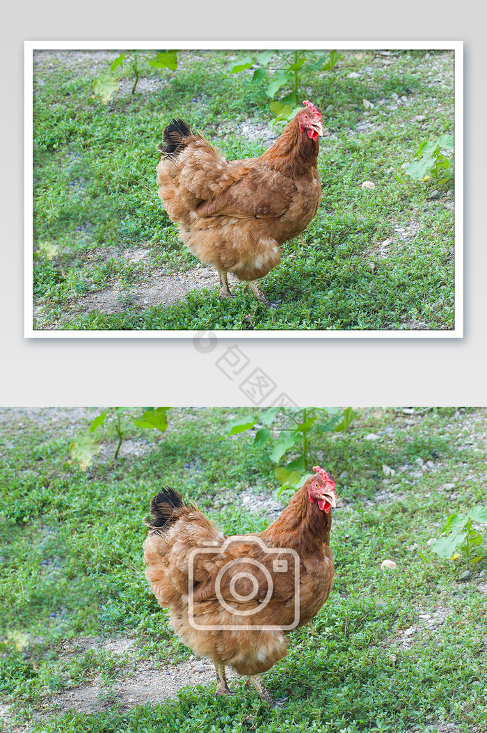 农村鸡家禽类鸡肉鸡蛋图片图片