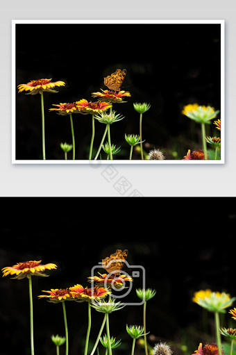花丛蝴蝶花朵简洁黑底背景图片