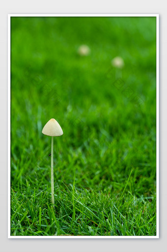 清爽小蘑菇菌类夏日夏天绿色背景摄影图图片