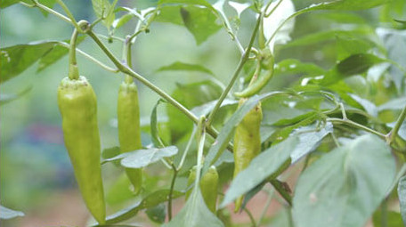 农业绿色蔬菜青椒西红柿高清实拍视频