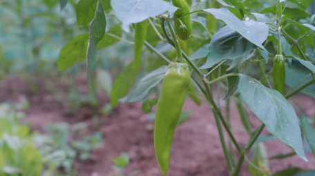 农业绿色蔬菜青椒西红柿高清实拍视频