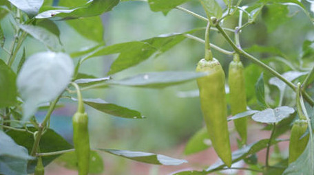 农业绿色蔬菜青椒西红柿高清实拍视频