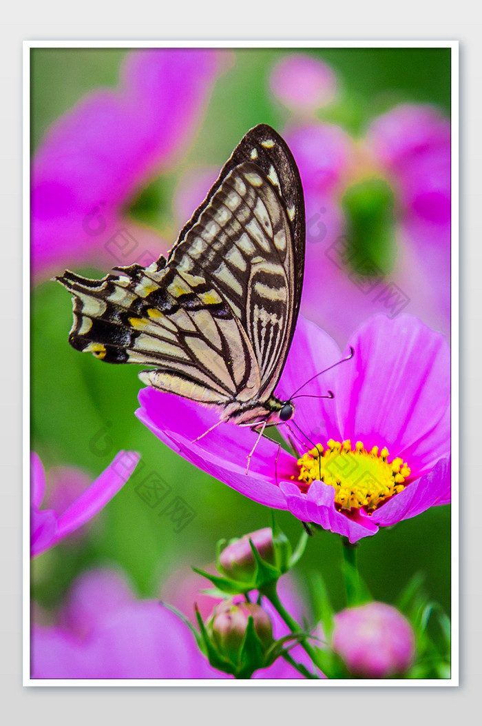 蝴蝶和花摄影图片图片