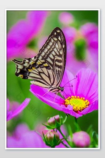 蝴蝶和花摄影图片