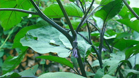 无公害蔬菜绿色瓜果种植豆角黄瓜茄子西红柿