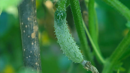 无公害蔬菜绿色瓜果种植豆角黄瓜茄子西红柿